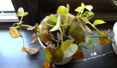 為什么要進行甲醛檢測